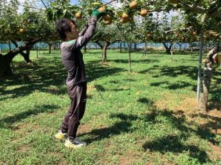 梨の果実を収穫する作業の様子
