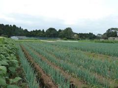 ねぎ栽培露地ほ場