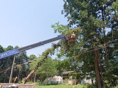電線まわりの枝落としの画像