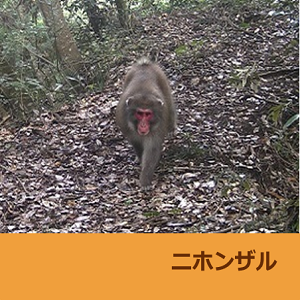 ニホンザル