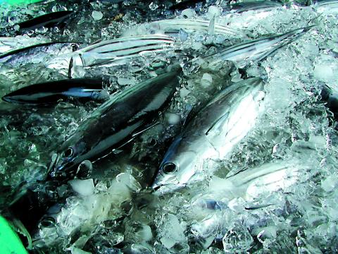 勝浦産ひき縄カツオ
