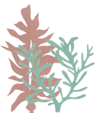 海草イラスト